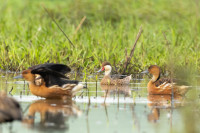 Anciennes Rizières de Mana